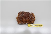 藏品(廣闊疣扇蟹)的圖片